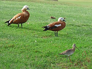 Black-tailed Godwit&Ruddy Shelduck - Limosa limosa&Tadorna ferruginea © John Muddeman